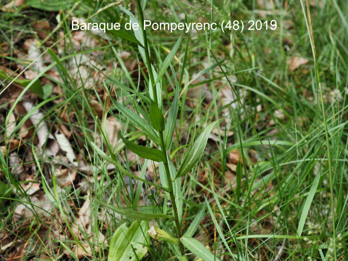 Bellflower, [Erect] leaf